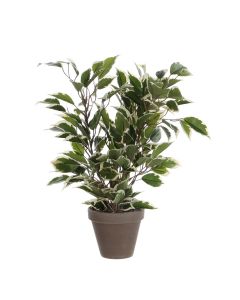 Ficus Natasja stuebirk 40 cm høj