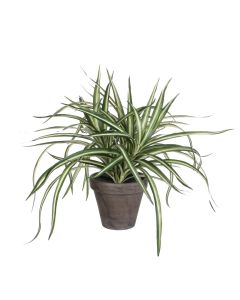 Dracaena plante 34 cm høj