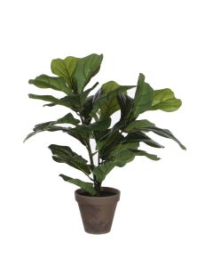 Ficus lyrata violinfigen 35 cm høj