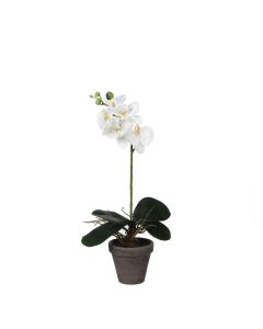 Phalaenopsis orkidé hvid 48 cm høj