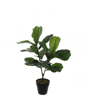 Ficus lyrata violinfigen 75 cm høj