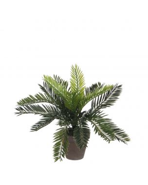 Cycas Japansk koglepalme 33 cm høj