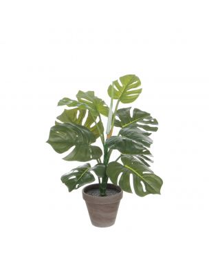 Monstera palme 48 cm høj