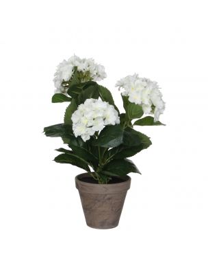 Hortensia hvid 40 cm høj