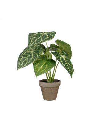 Caladium plante 28 cm høj