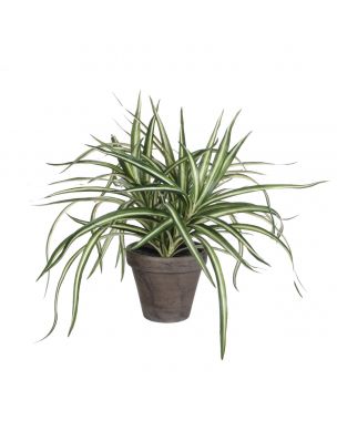 Dracaena plante 34 cm høj