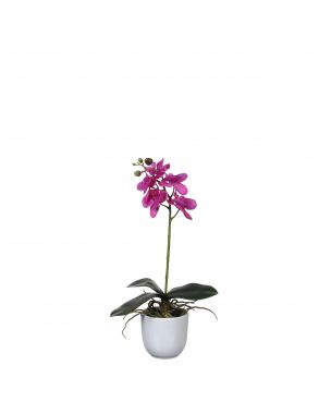 Phalaenopsis orkidé lilla i hvid potte